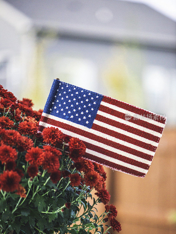 花园种植菊花和美国国旗为美国节日