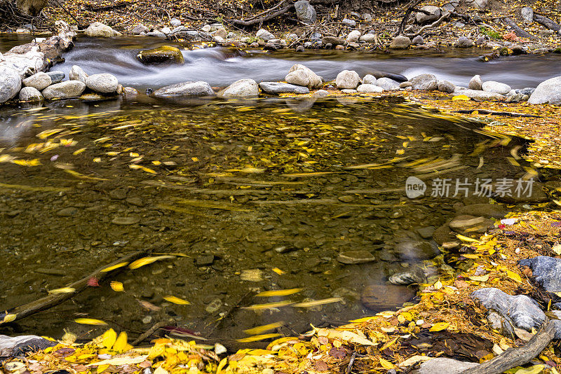 秋叶在溪漩涡中打旋