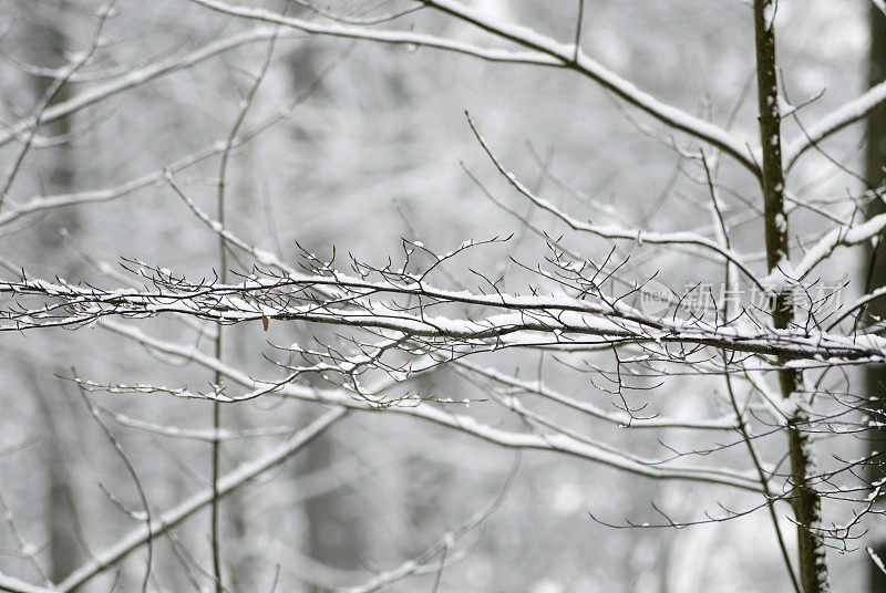 森林中的山毛榉树在雪中