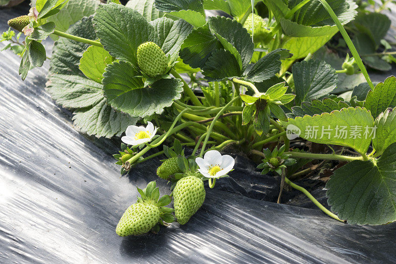 近距离照片绿色草莓在地里