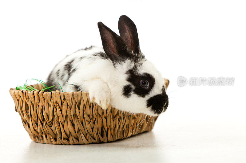 篮子里有小白兔和小白兔