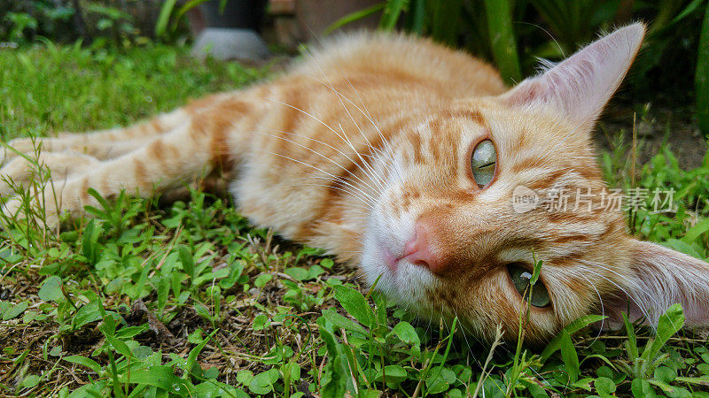 草丛中可爱的猫
