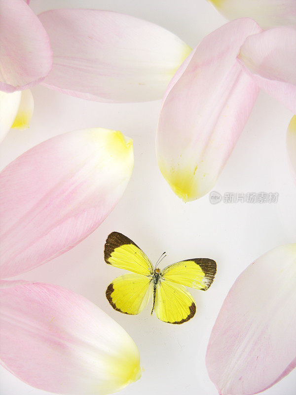 蝴蝶与花瓣