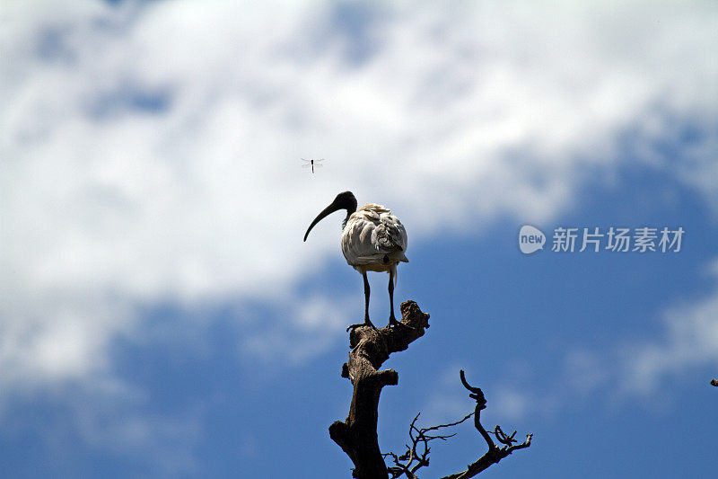 澳大利亚白鹮