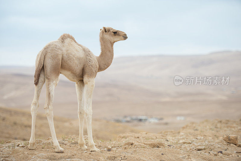 全长骆驼幼崽。