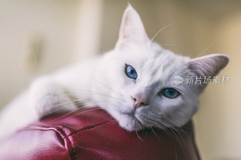 一只雌性土耳其安哥拉猫的特写镜头，它躺在一个红色的皮沙发上。