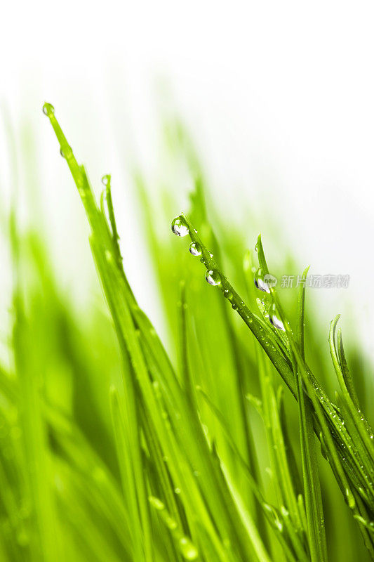 草背景与雨滴