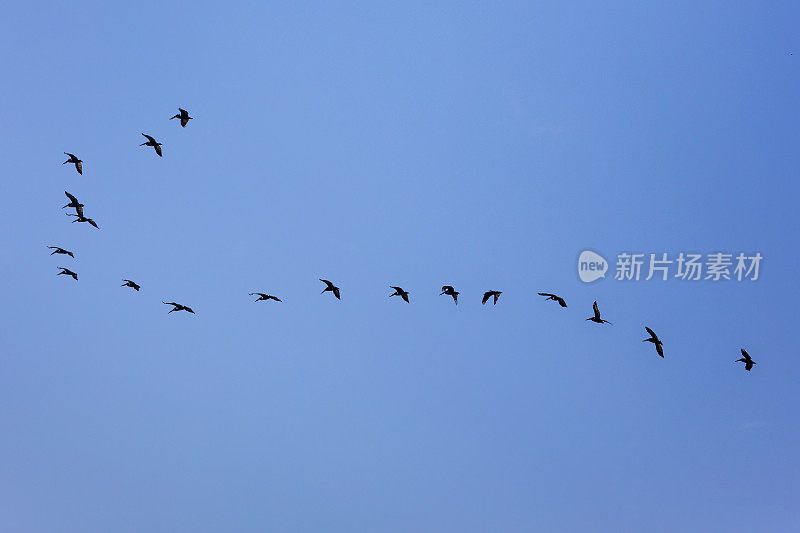 当巴拿马运河的水闸系统用淡水填满空间时，军舰鸟(又名护卫舰或护卫舰海燕)似乎得到了那些因从咸水变成淡水而立即死亡的鱼。