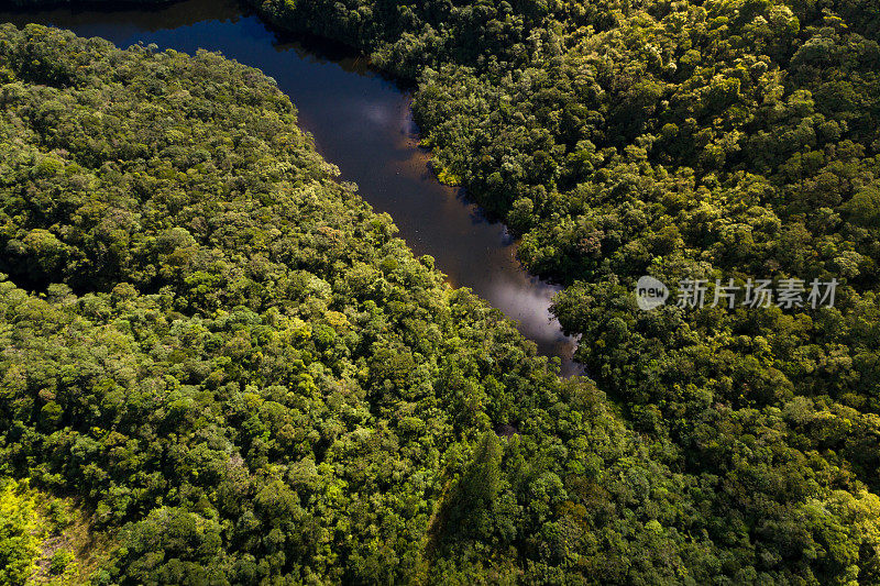 顶层视图的河流在热带雨林