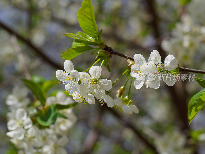 在阳光明媚的春天，白色的樱花开在树枝上