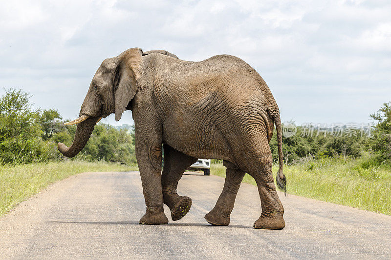 大象穿过克鲁格公园的街道
