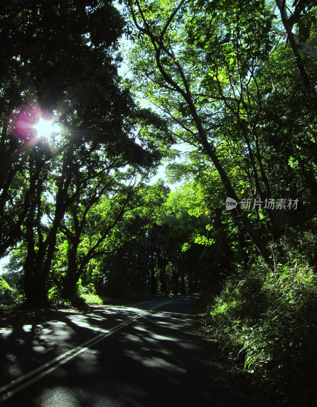 这棵树覆盖着驱车上山到达夏威夷檀香山的坦塔罗斯。