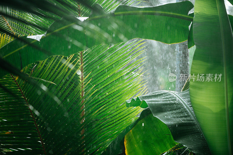 热带雨林中的雨水