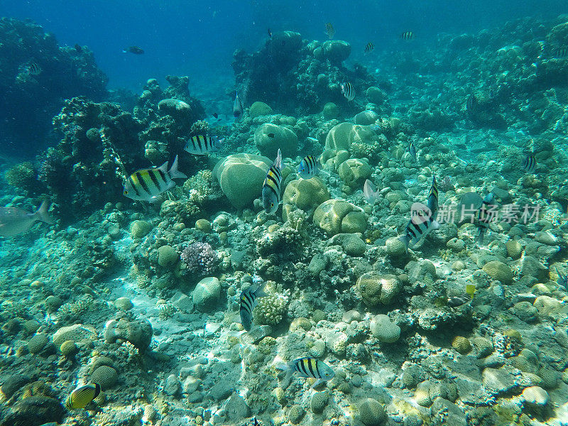 红海中的水下珊瑚礁