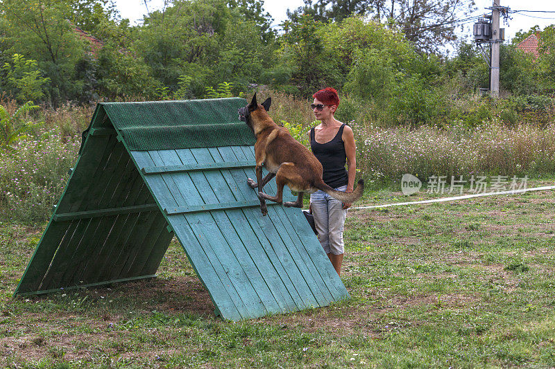 荷兰牧羊犬跳过障碍