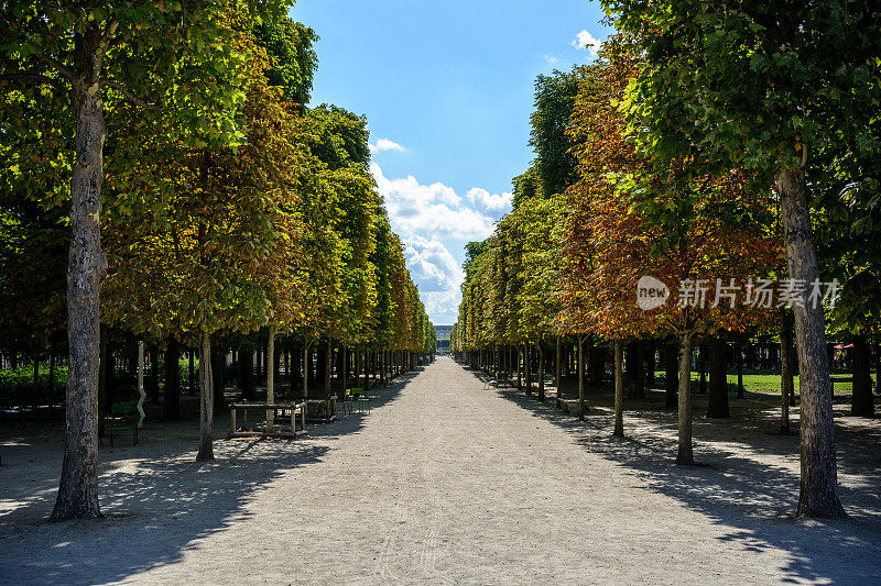 夏末的巴黎杜伊勒里宫花园，一条阳光明媚的小巷，两旁是栗树