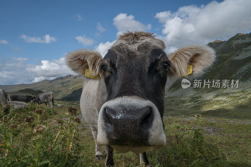 有趣的奶牛肖像，瑞士