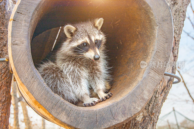 美丽的毛绒绒的浣熊，坐在洞里向外看。
