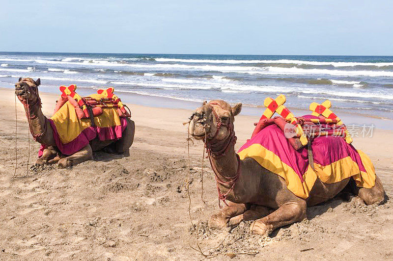 海滩上的骆驼