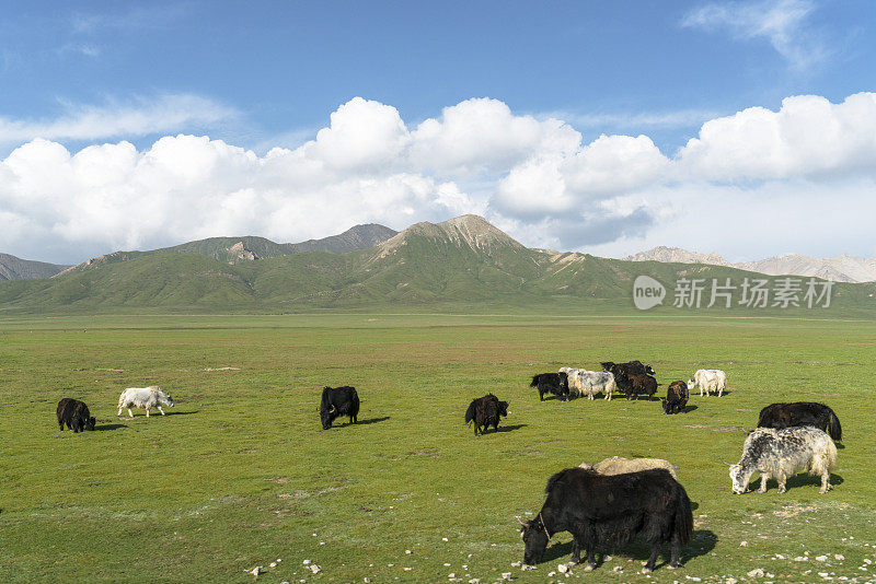 一群在青海山区草地上吃草的牦牛