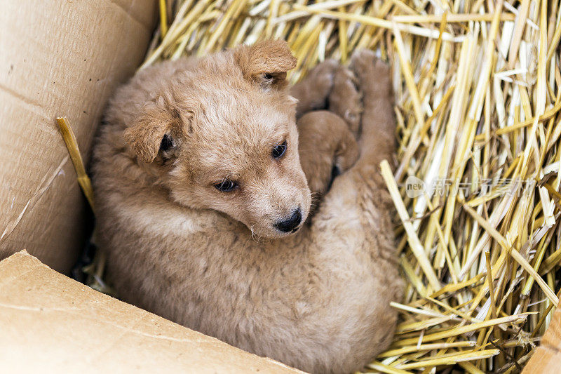 普里牧羊犬的小狗