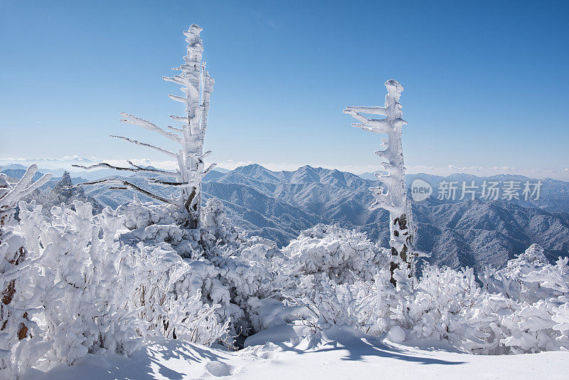 冬季山上霜冰树