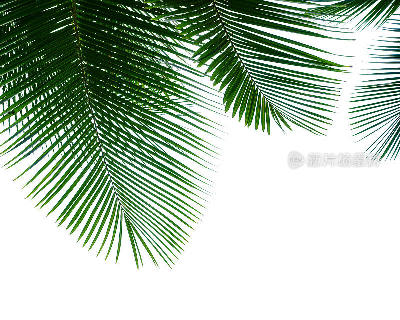热带椰子树的叶子孤立在白色