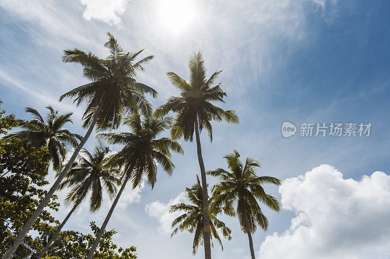 在晴朗的蓝天里仰望棕榈树