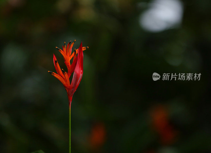 夏威夷天堂鸟