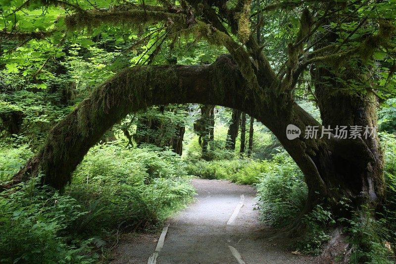 拱形树枝，小径，何氏雨林，奥林匹克国家公园，华盛顿