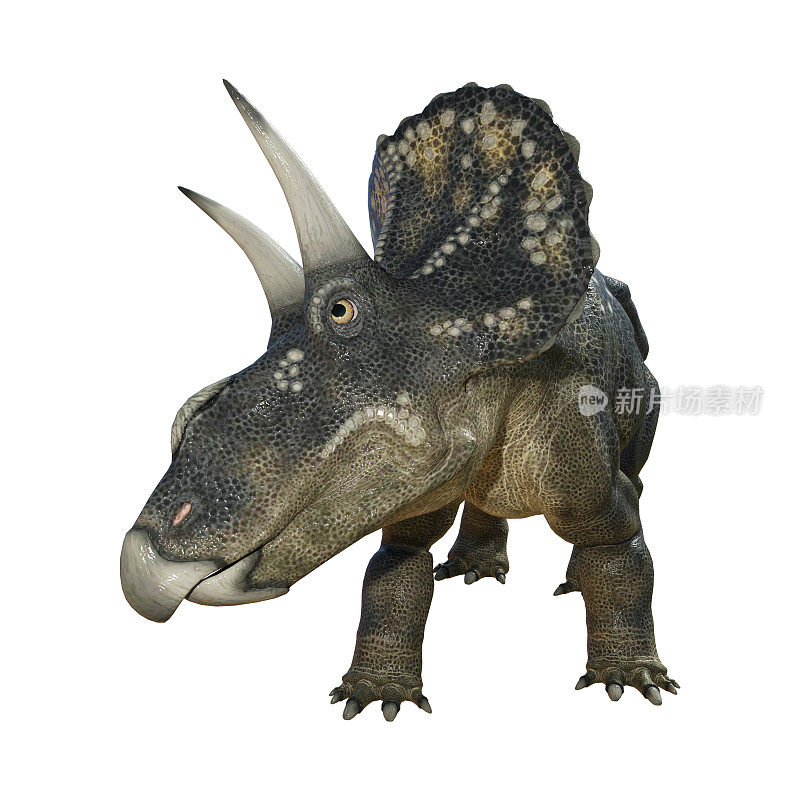 3D渲染恐龙Diceratops在白色