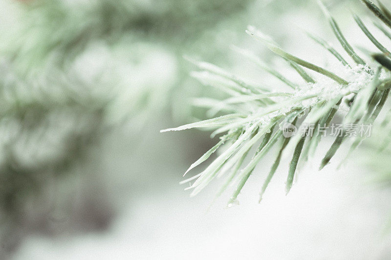 白雪覆盖的冷杉树