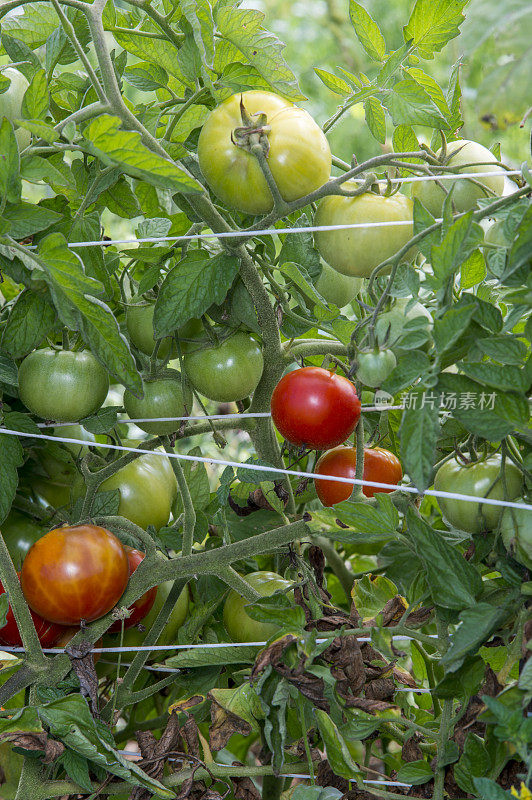 有机加利福尼亚番茄在藤上成熟的特写