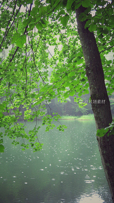 绿色的池塘，雨滴在水，悬树与树叶