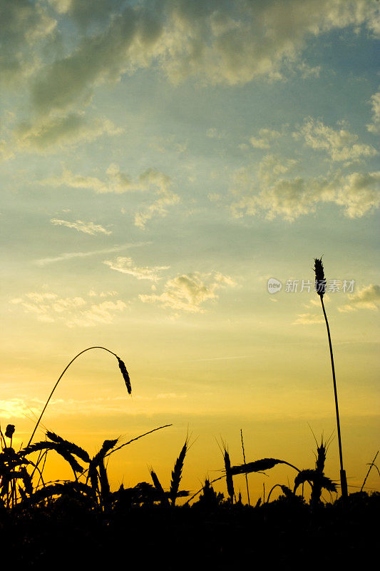 小麦在日落时分