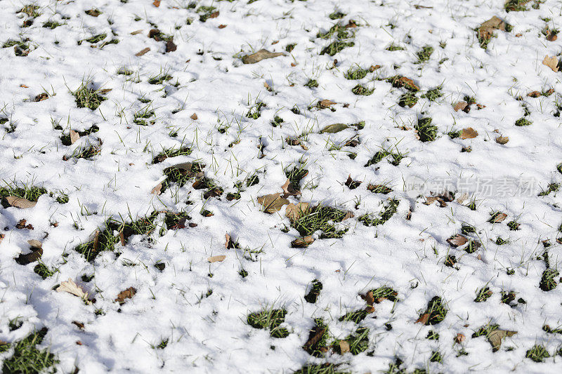 绿叶下的草雪