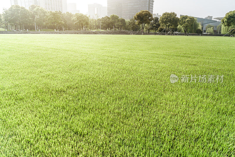 城市中心的小草，阳光和城市建筑。