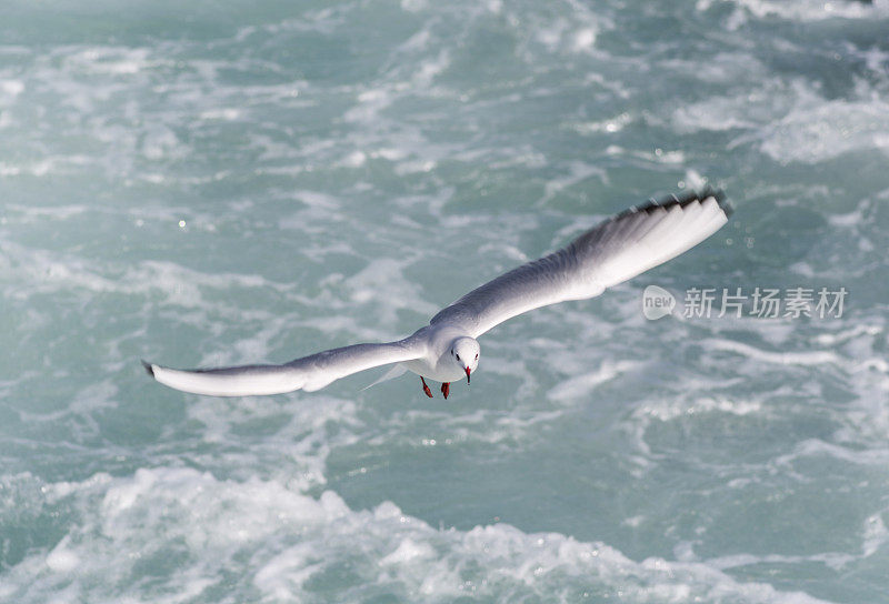 野生海鸥飞过博斯普鲁斯海峡，卡迪科伊港土耳其伊斯坦布尔
