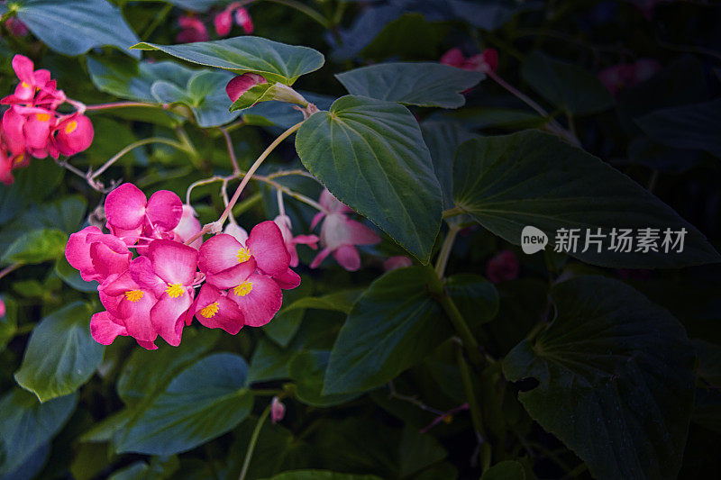 花园里有花。