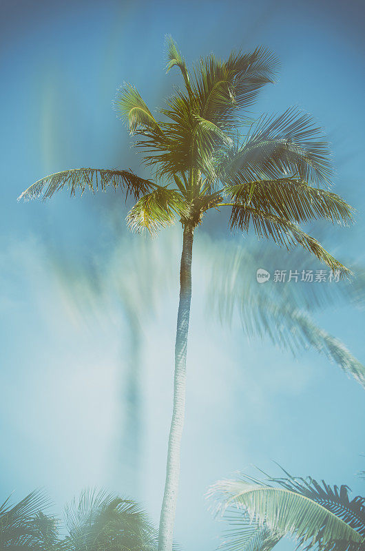 棕榈树双重曝光蓝天