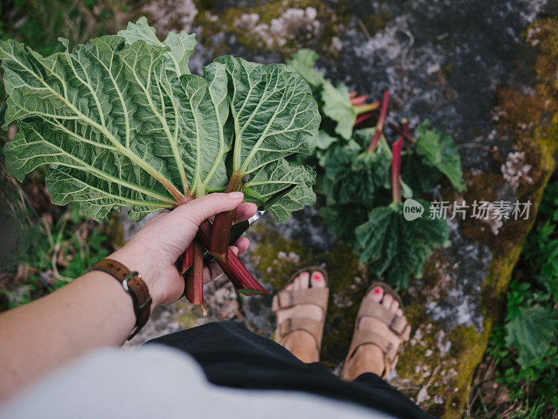 大黄背景平铺在户外