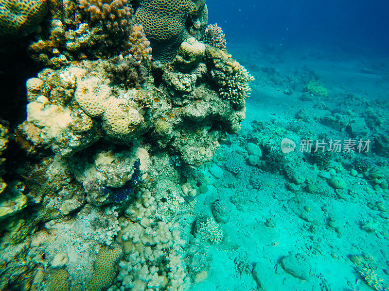 红海中的水下珊瑚礁