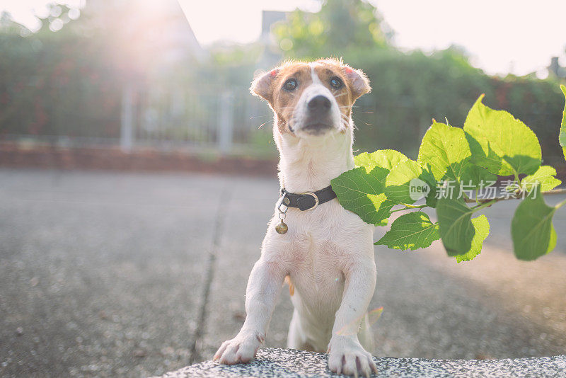 顽皮的杰克罗素梗狗在花园里玩耍