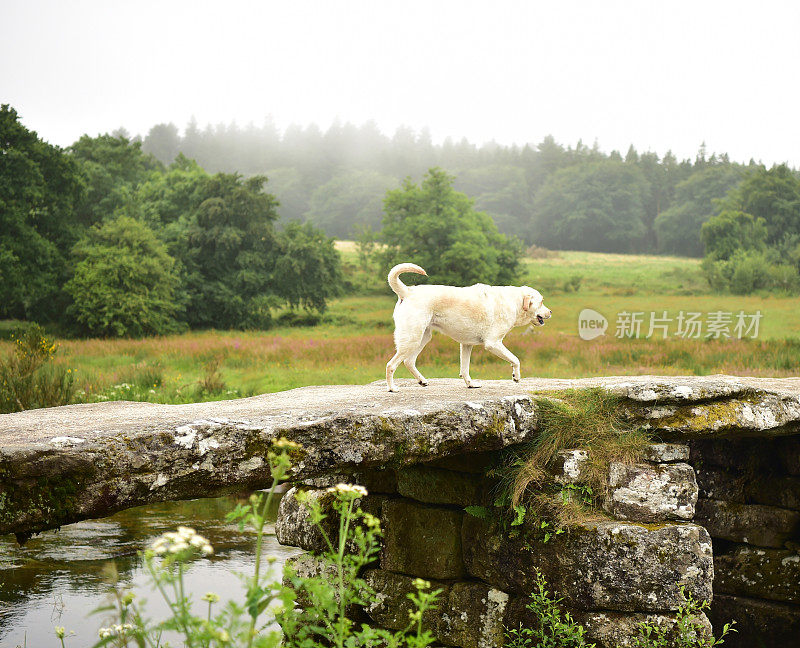 达特穆尔的拉布拉多寻回犬