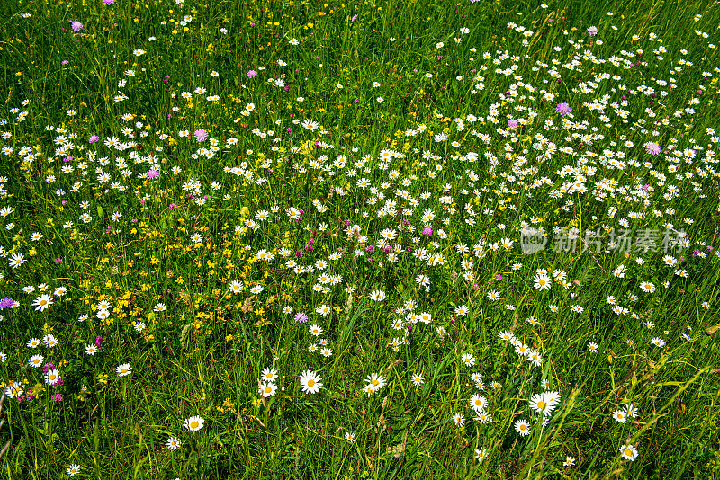 野花在一个草地Rosshütte在奥地利阿尔卑斯山