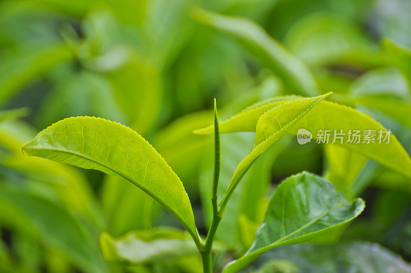 在印度尼西亚爪哇岛拍摄的茶叶细节视图