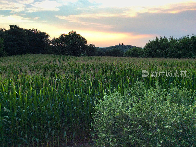 意大利伦巴第:玉米田，夕阳下的橄榄树(特写)