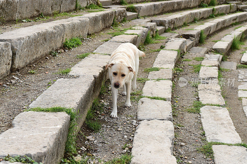 西西里的拉布拉多寻回犬