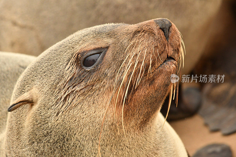 海狗角