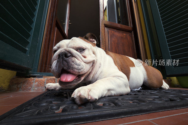 快乐的狗看守着房子的入口